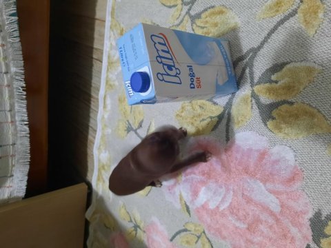 Çikolata kızım teacup chihuahua