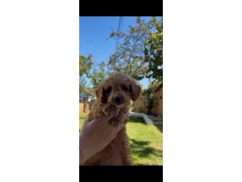 Safkan teacup poodle