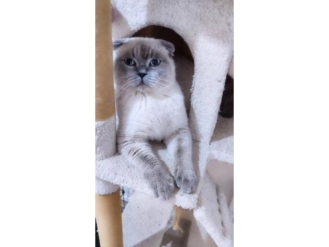 2 yaşında blue point scottish fold kedim