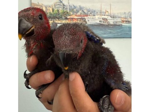 Eclectus papağanı bebekler