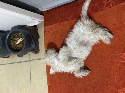 Sevimli maltipoo yavrumuz maya ya temiz güzel aile aranıyor