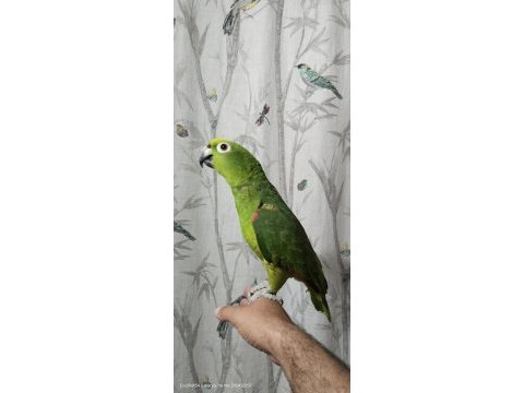 Sarı alın amazon papağanı full evcil