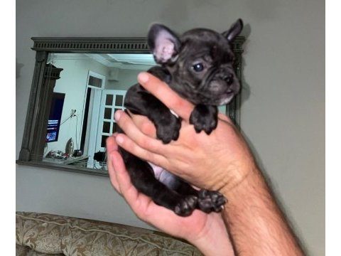 Uygun puanlı french bulldog