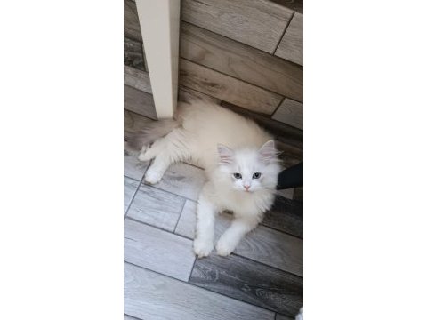 British longhair erkek yavrumuz