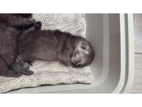 British shorthair yavrular