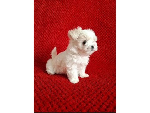 Maltese terrier ırkının en özel yavruları