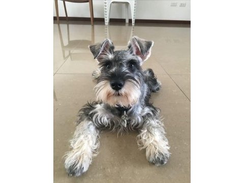 Schnauzer miniature yavrular
