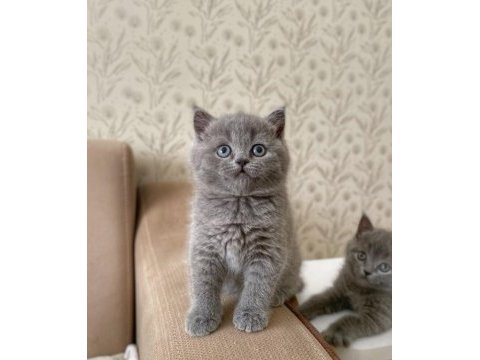 A kalite british shorthair kedirler
