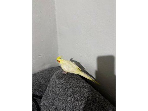 6 aylık full evcil dişi sultan