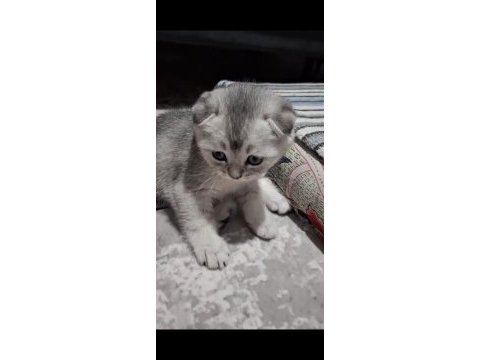 Scottish fold top kafa sıfır kulak