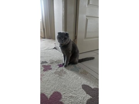 Kısırlaştırılmış ev kedisi scottish fold