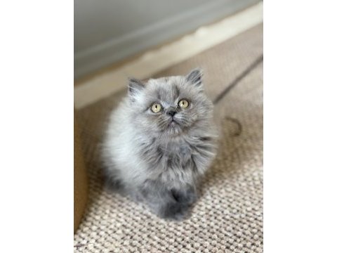 British longhair cer