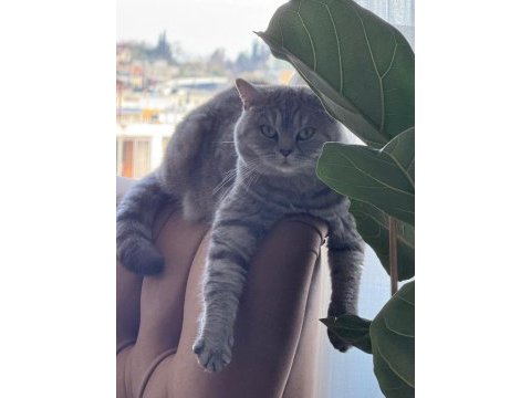 Kedimiz gümüş