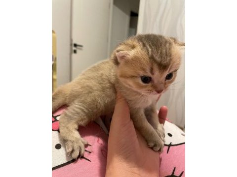 45 günlük dişi scottish fold yavrum