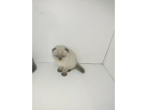 Scottish fold yavruları 40 günlük