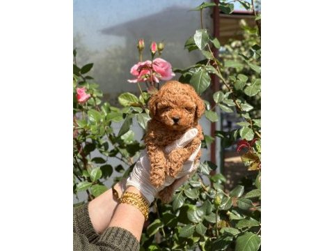 Sağlık garantili toy poodle bebekler