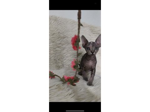 Naked beauty sphynx cattery