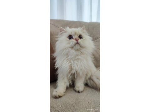 Şecereli cy1133 erkek british longhair yavrum