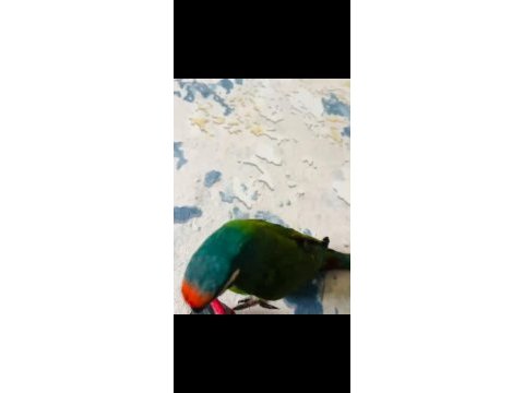 Muhteşem ton ve güzellikte cüce macaw papağanı