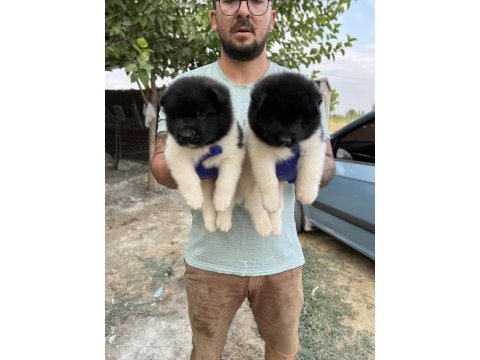 Amerikan akita yavruları