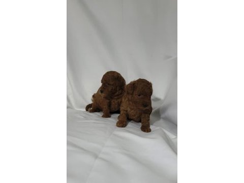Irk ve sağlık garantili toy poodle dişi