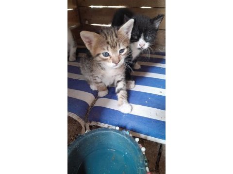3 kardeşe sahip aranıyor kedilere