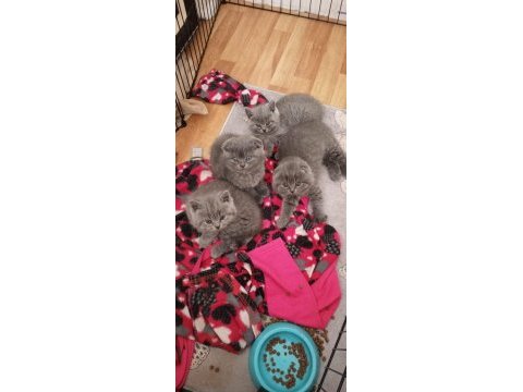 British shorthair ve scottish fold kediler