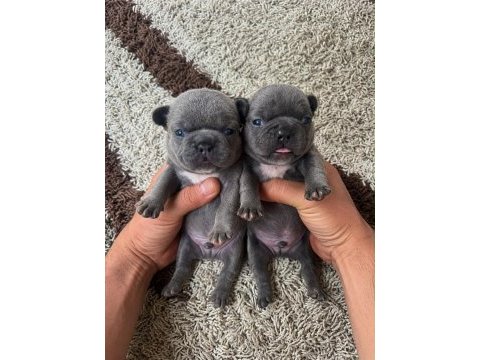 En güzeli için ulaşın mükemmel french bulldog bebekler