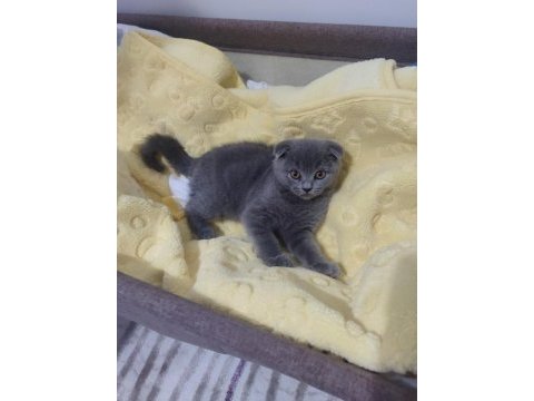 Ankara içi ilgilenen whatsapptan ulaşsın dişi scottish fold
