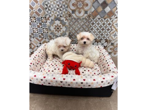 Korean maltipoo 1 buçuk kg olacak ev ortamı