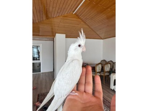 2 aylık albino sultan papağanı