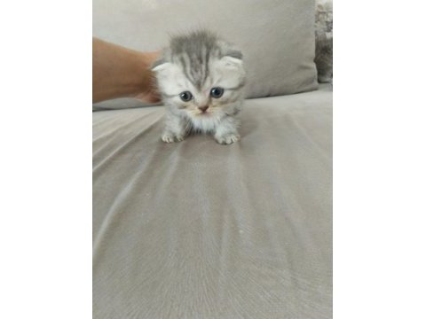 Harika show scottish fold yavrular