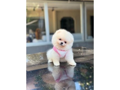 Sağlık ve ırk garantili pomeranian