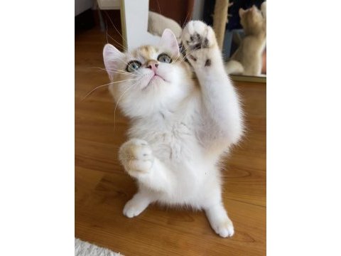Safkan british shorthair golden erkek yavru
