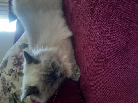 Kendi gibi ismide prenses scottish fold