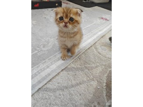 Scottish fold yavrumuz yeni yuvasını arıyor