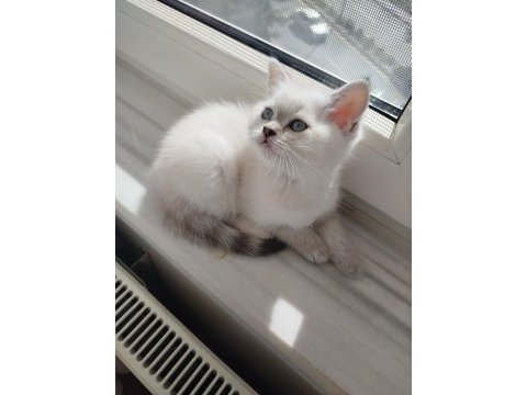 British shorthair dişi yavru