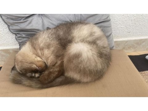 Dişi sevimli kedilerimiz