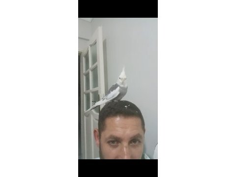 Konuşan sultan papağanı erkek