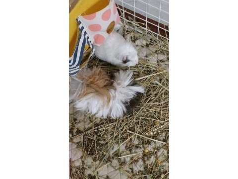 Guinea pig 2 tane