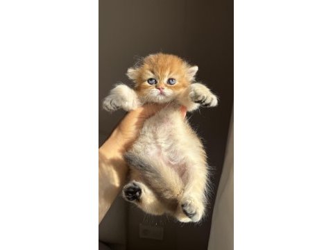 Mükemmel güzellik golden ny11 british longhair