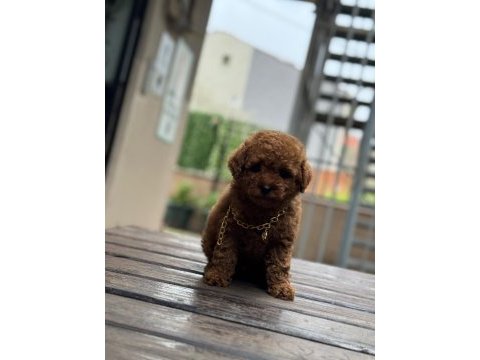 Kore kan poodle bebekler
