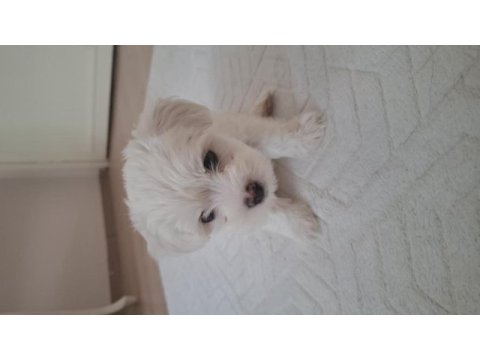 2 aylık sevimli kartopu maltipoo oğlum