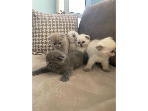 2 aylık scottish fold