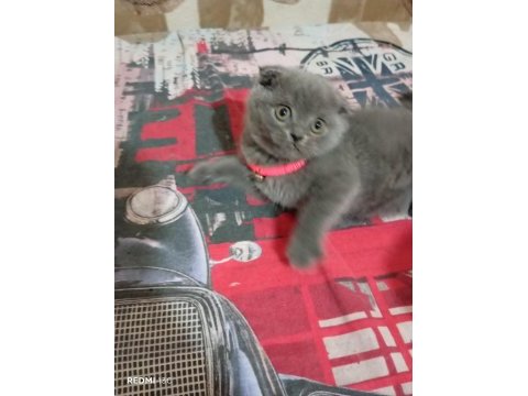 Scottish fold aşkı