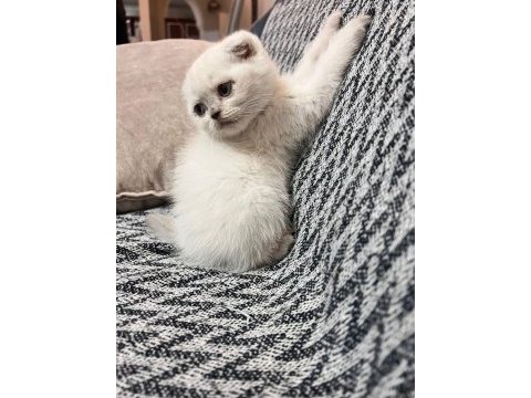 4 dişi scottish fold yuvasını bekliyor