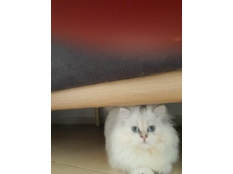 Show kalite pofuduk yakışıklı british longhair oğlumuz