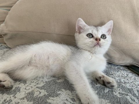 Şecereli british shorthair kızım 2 ay 20 gn