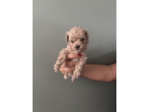 Orjinal ırk teacup toy poodle dişi erkek