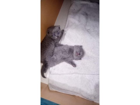 British shorthair